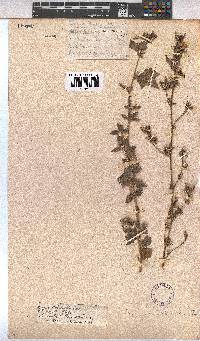 Pavonia columella image