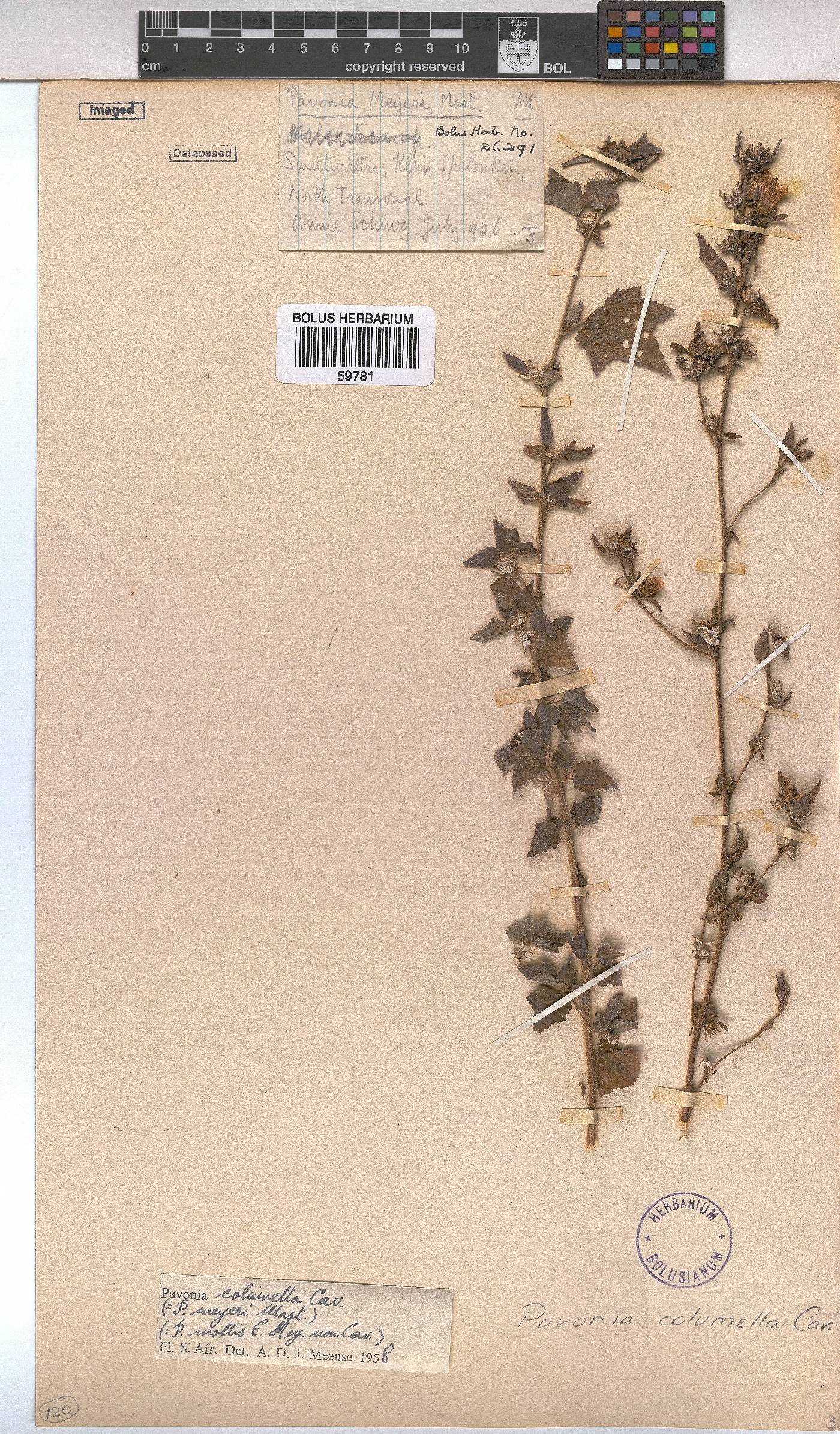 Pavonia columella image