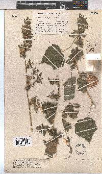 Pavonia columella image