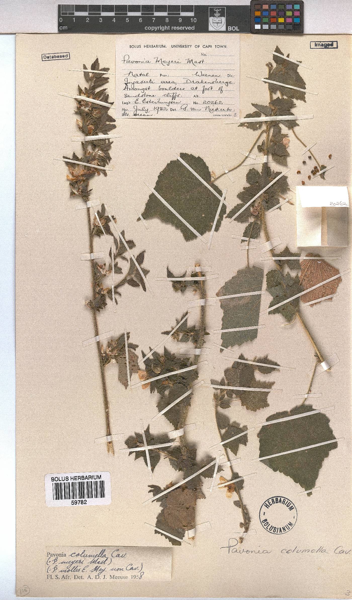 Pavonia columella image