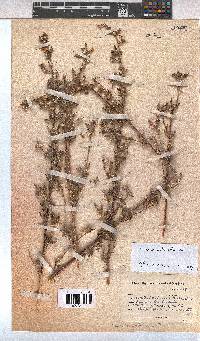 Pavonia columella image