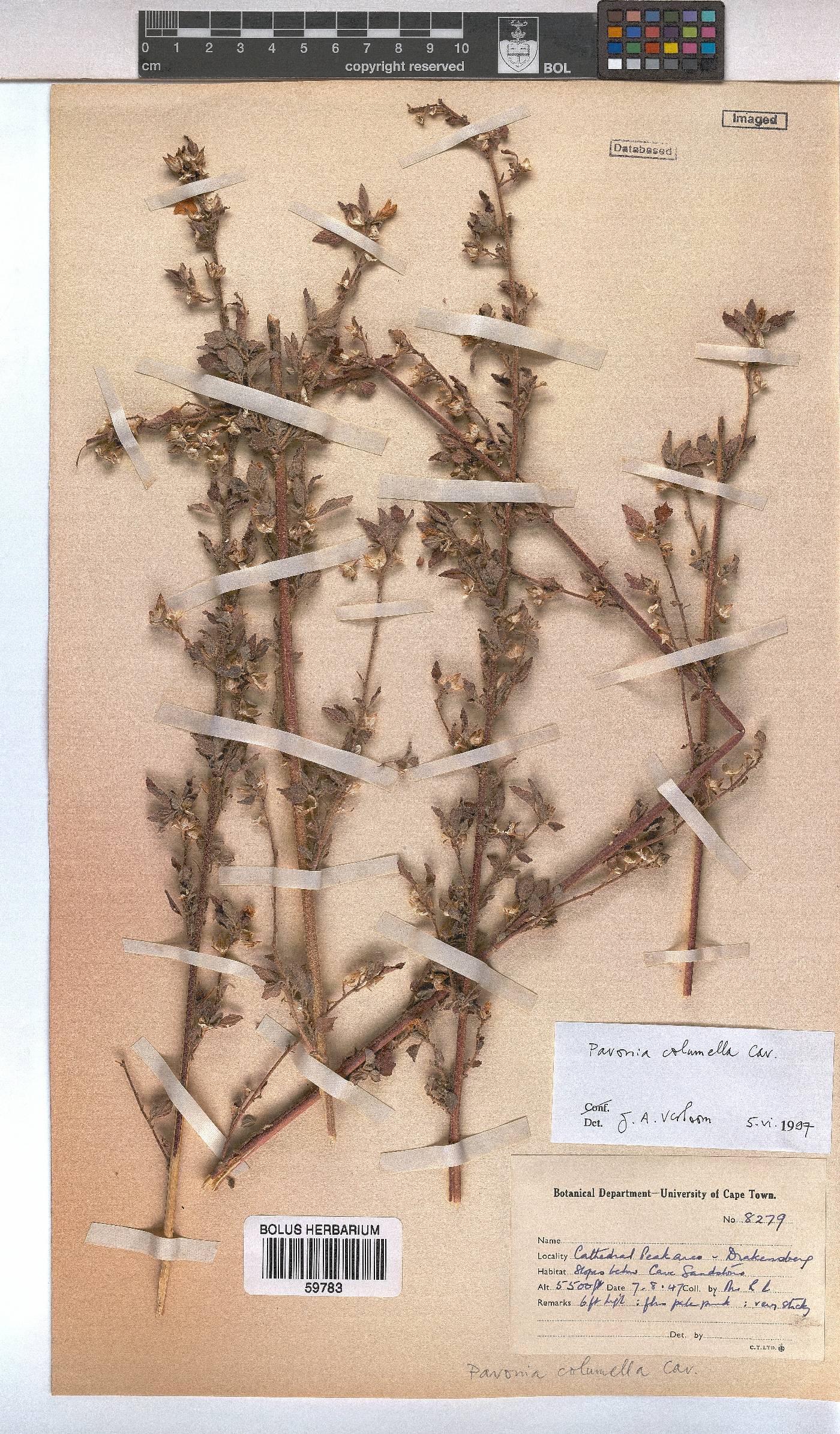 Pavonia columella image