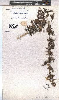 Pavonia columella image
