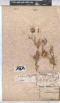 Pavonia rehmannii image