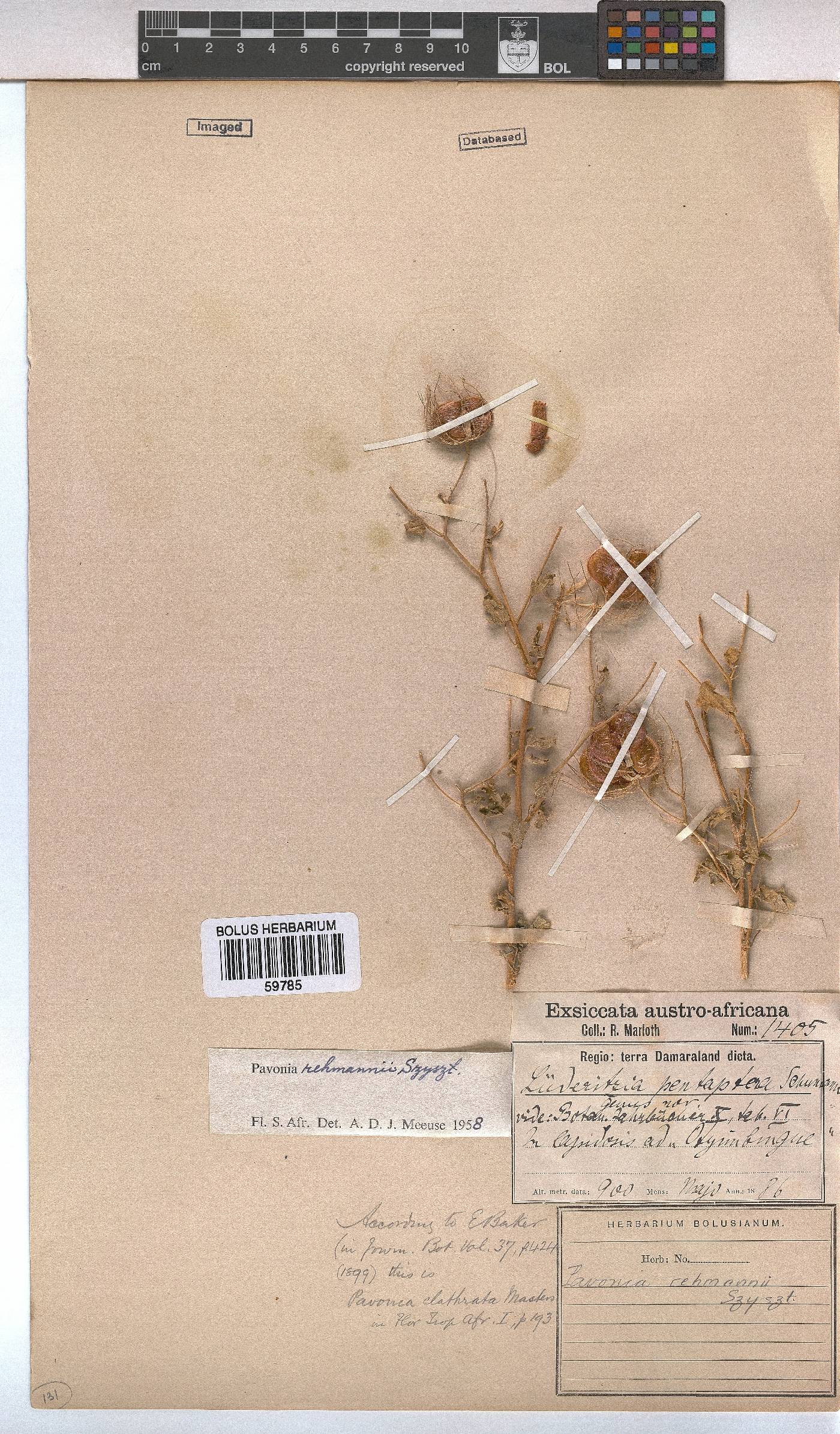 Pavonia rehmannii image