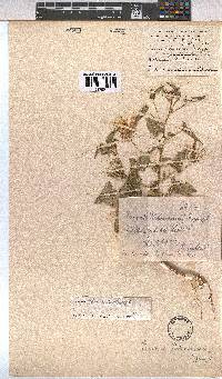Pavonia rehmannii image