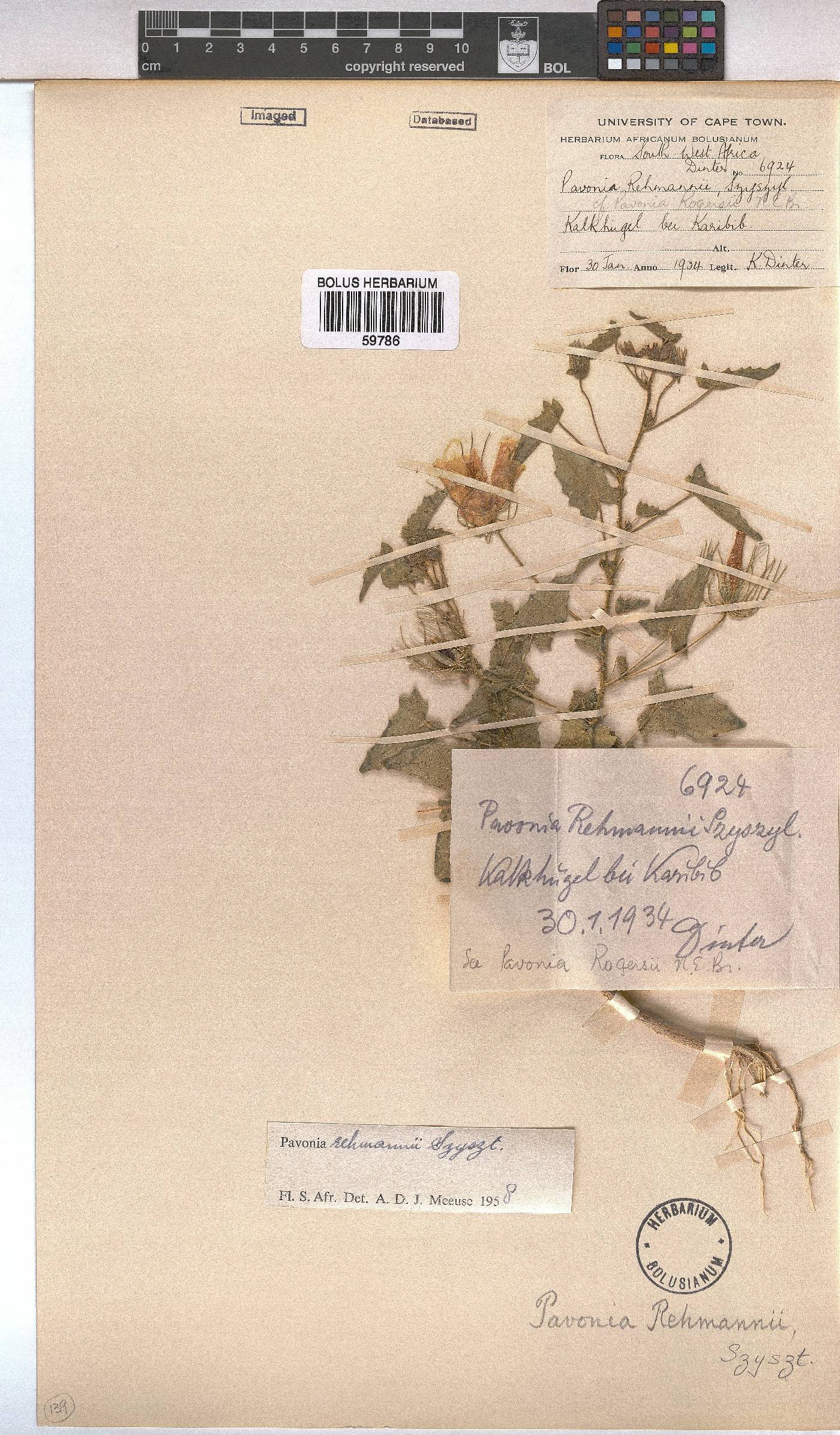 Pavonia rehmannii image