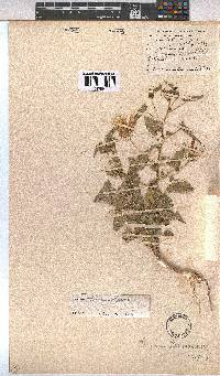 Pavonia rehmannii image