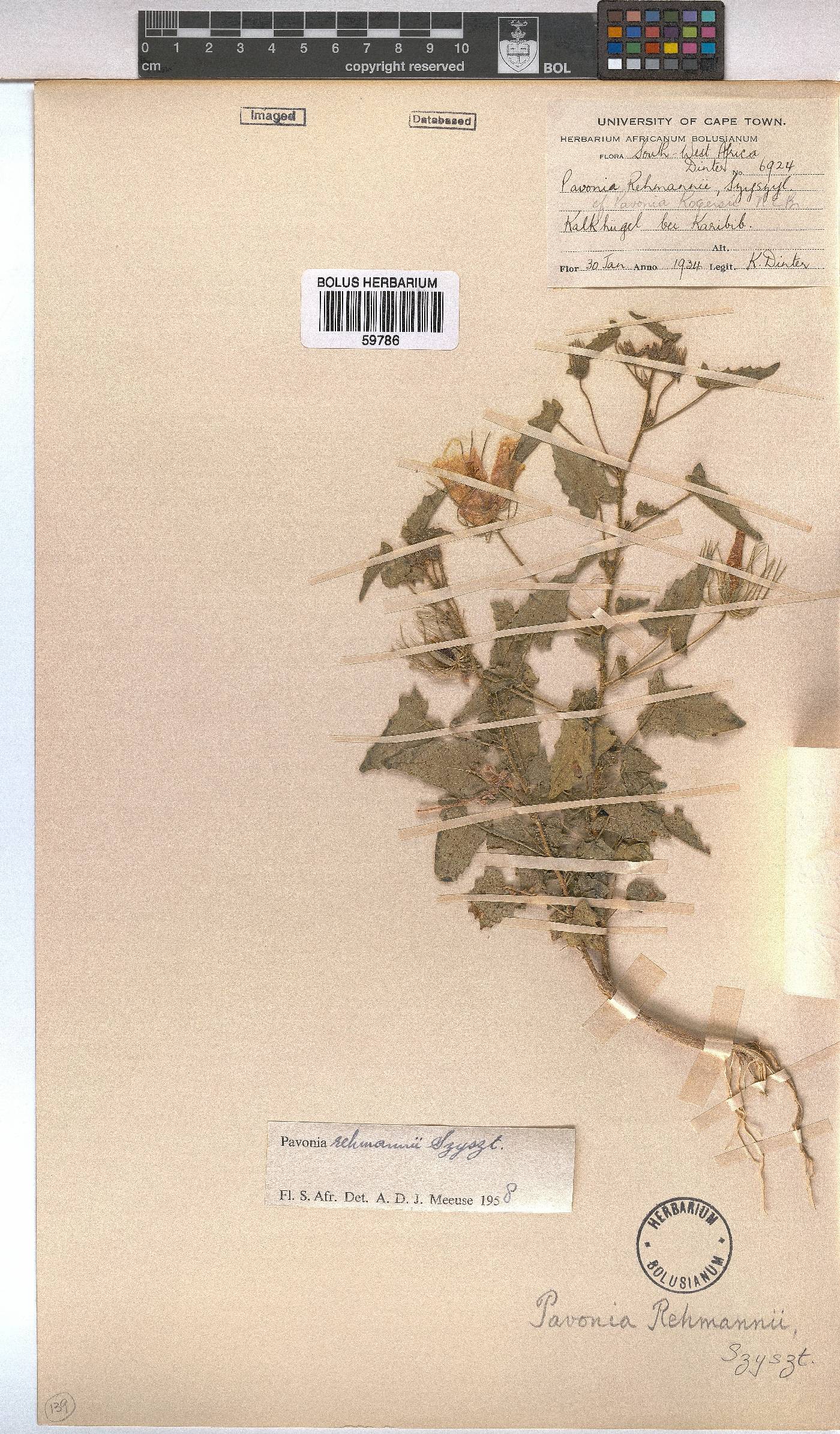 Pavonia rehmannii image