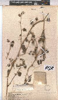 Pavonia senegalensis image