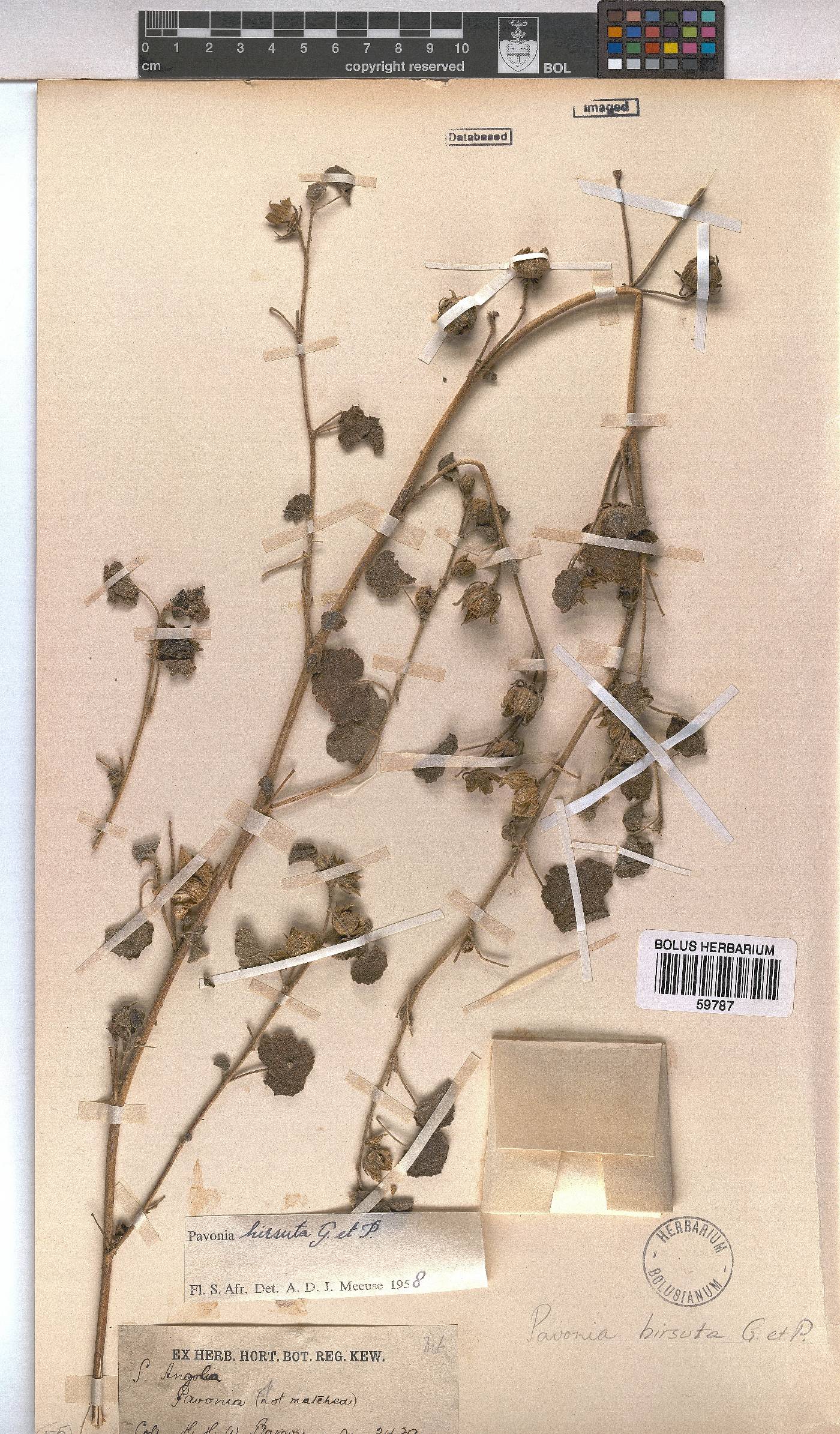 Pavonia senegalensis image