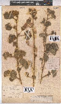Pavonia senegalensis image