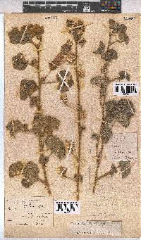 Pavonia senegalensis image