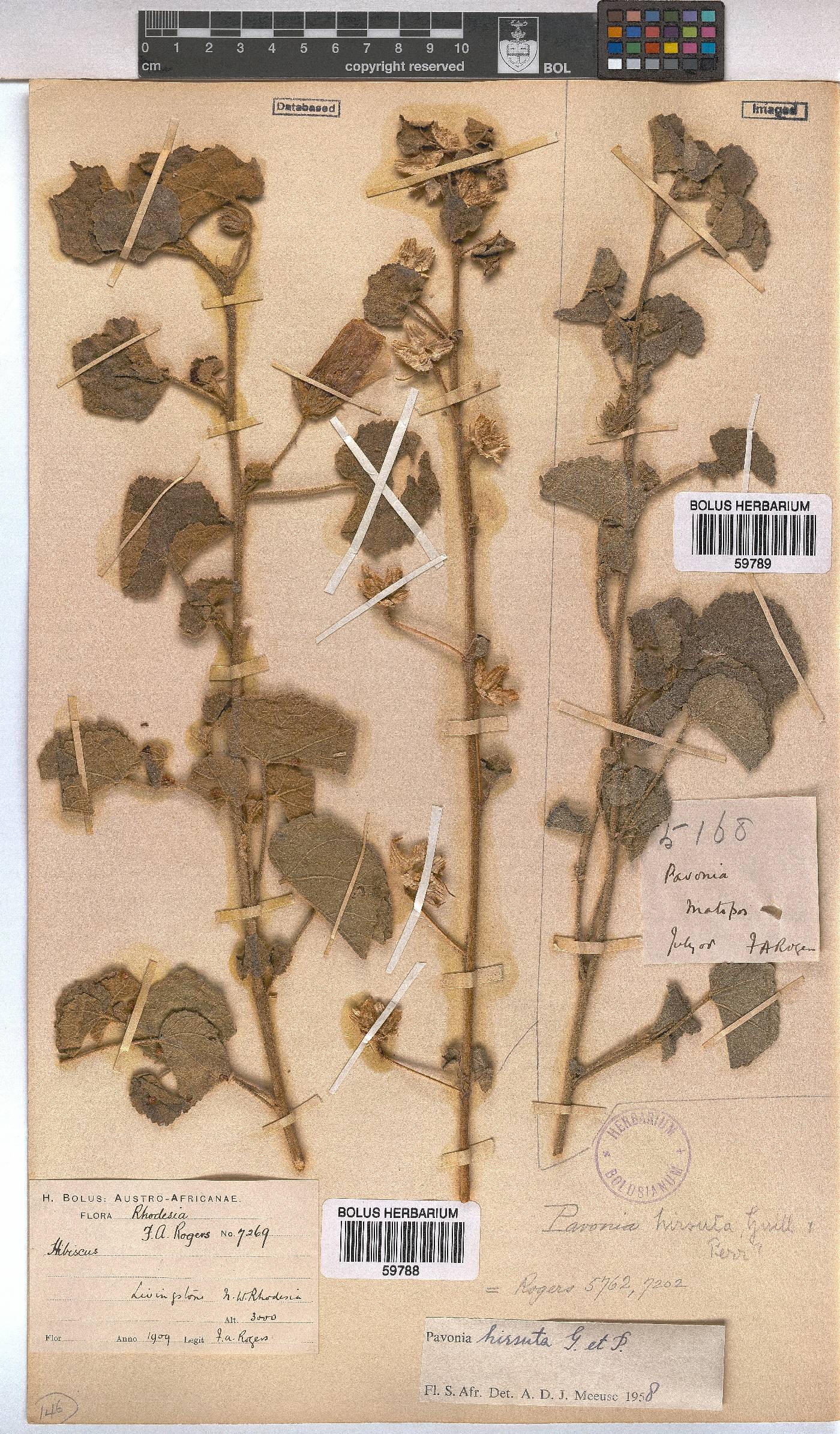 Pavonia senegalensis image