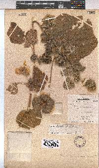 Pavonia senegalensis image