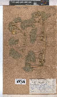 Pavonia senegalensis image