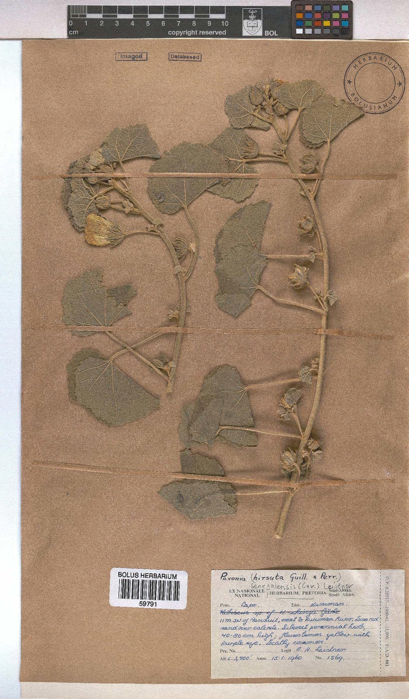 Pavonia senegalensis image