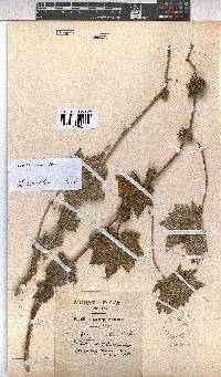 Pavonia urens image