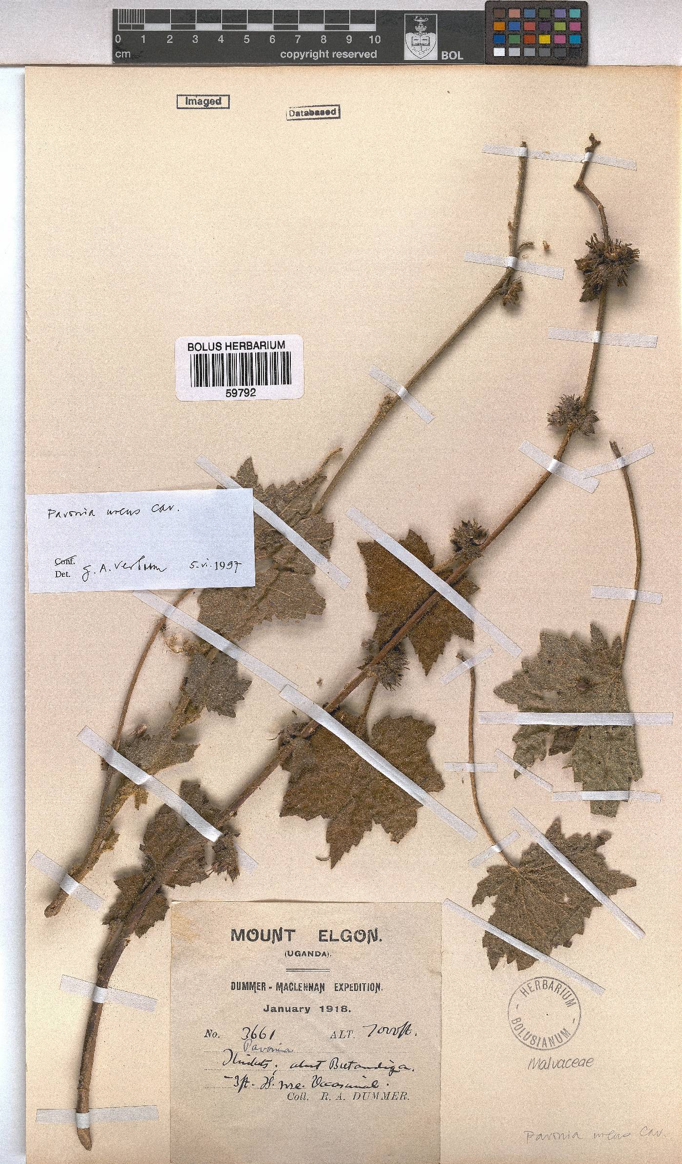 Pavonia urens image