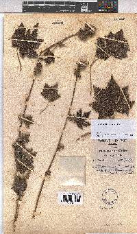 Pavonia urens image