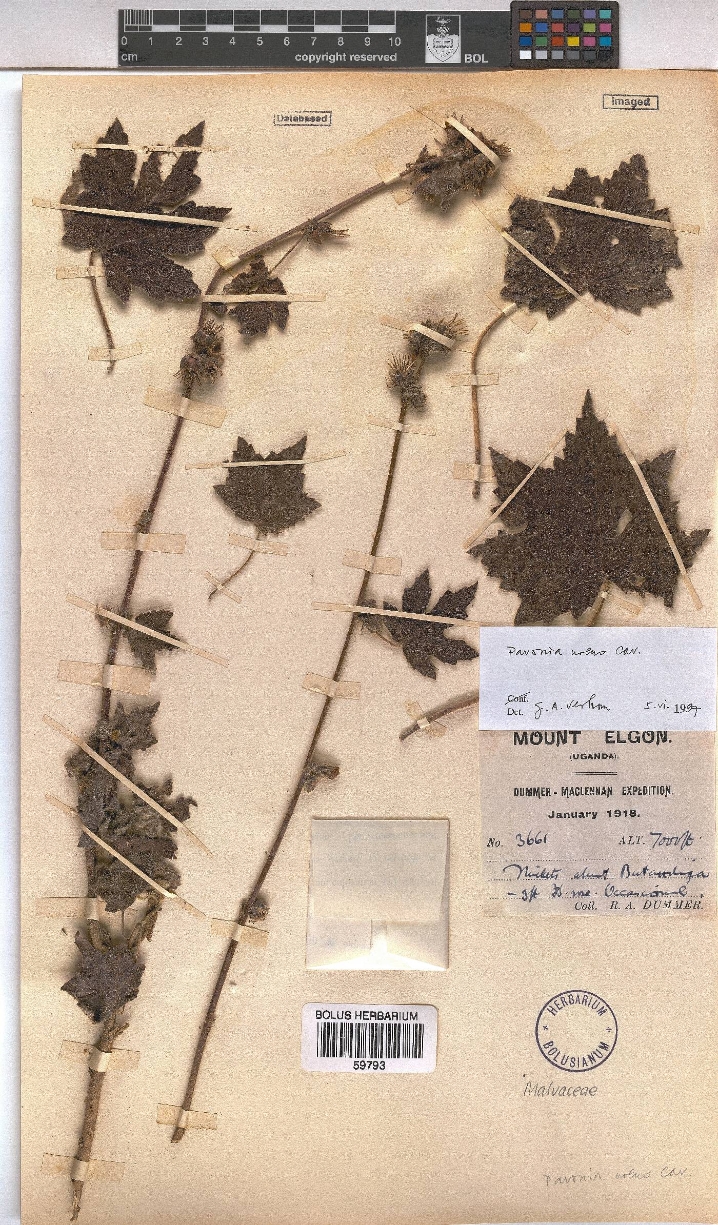 Pavonia urens image