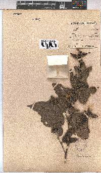 Pavonia urens image