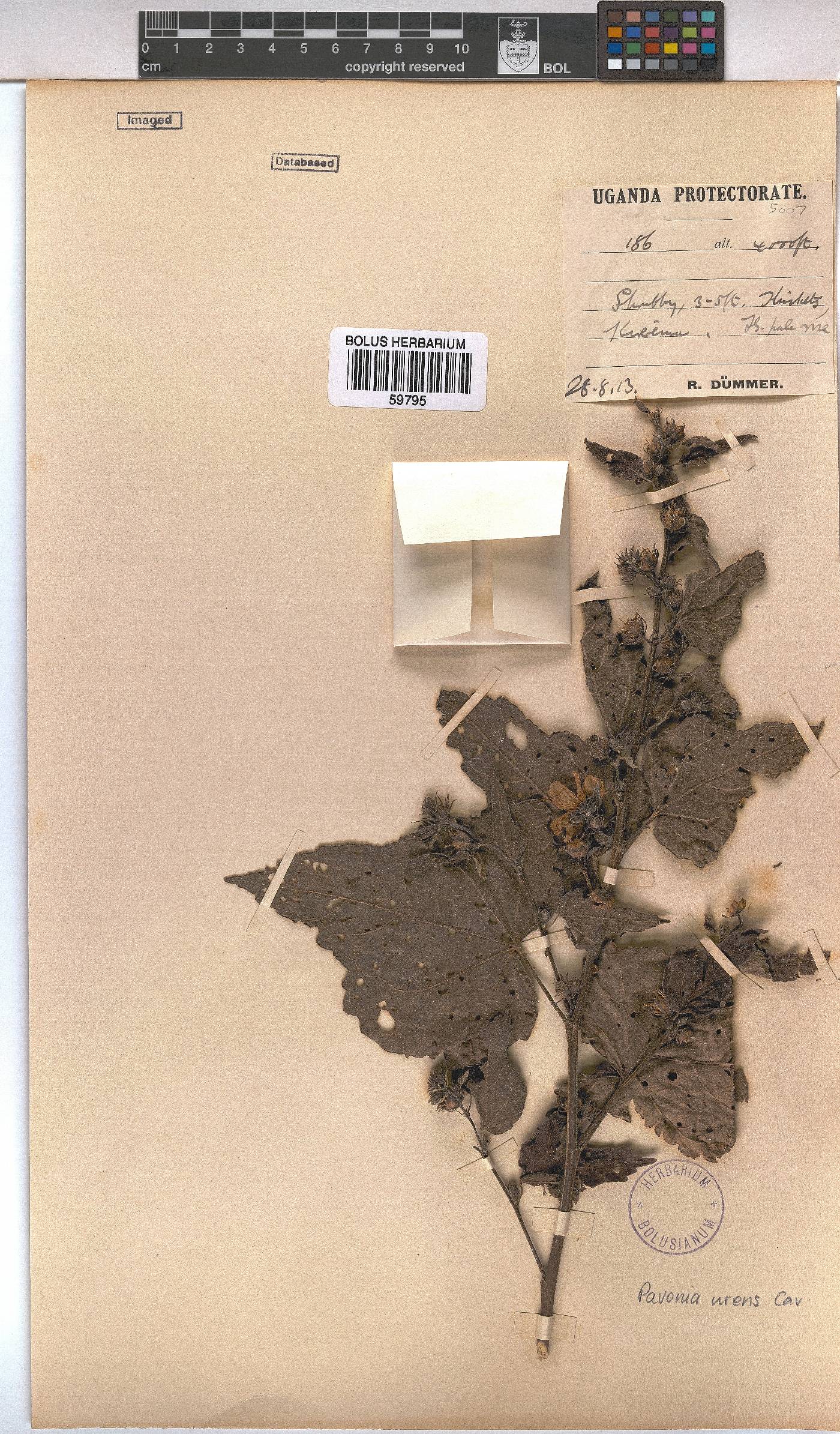 Pavonia urens image