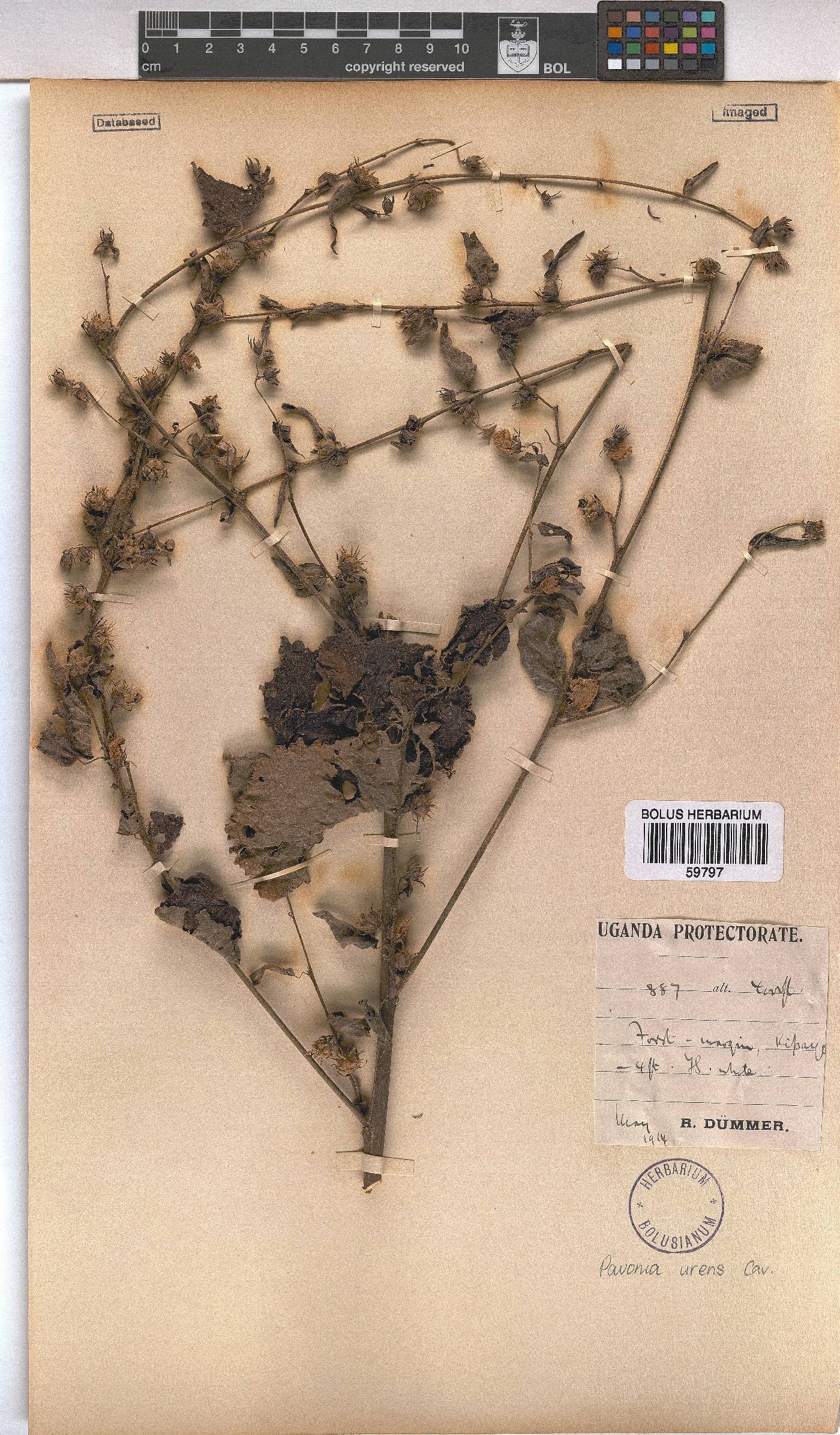 Pavonia urens image