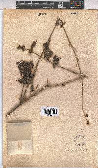 Pavonia urens image