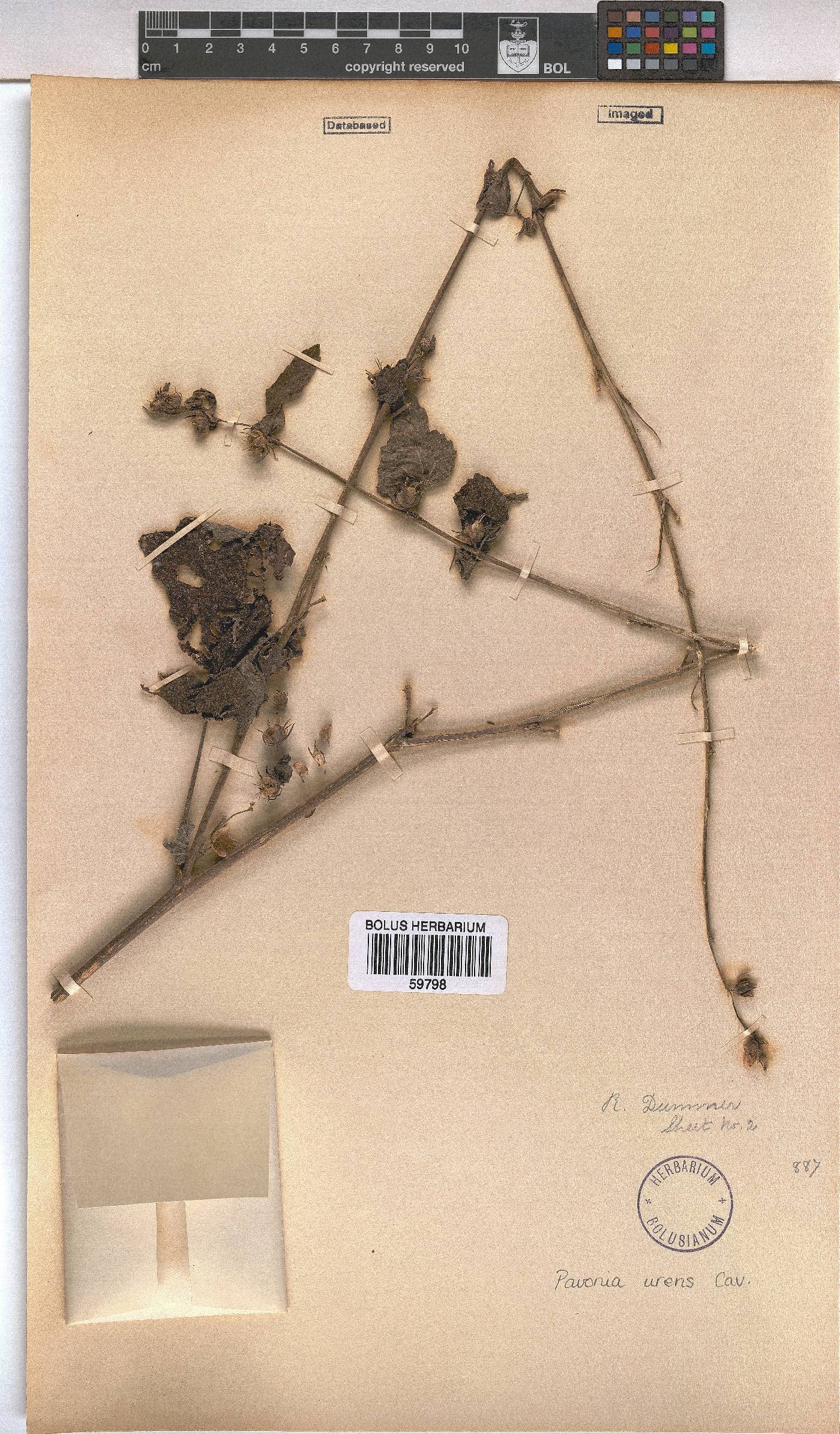 Pavonia urens image