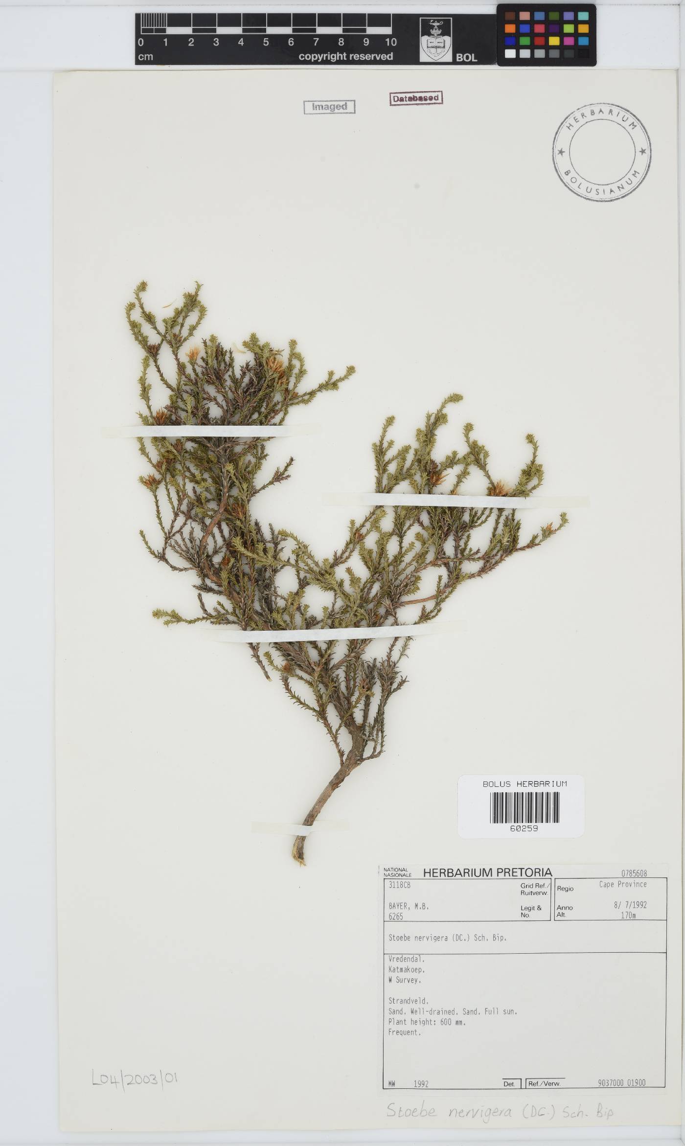 Stoebe nervigera image