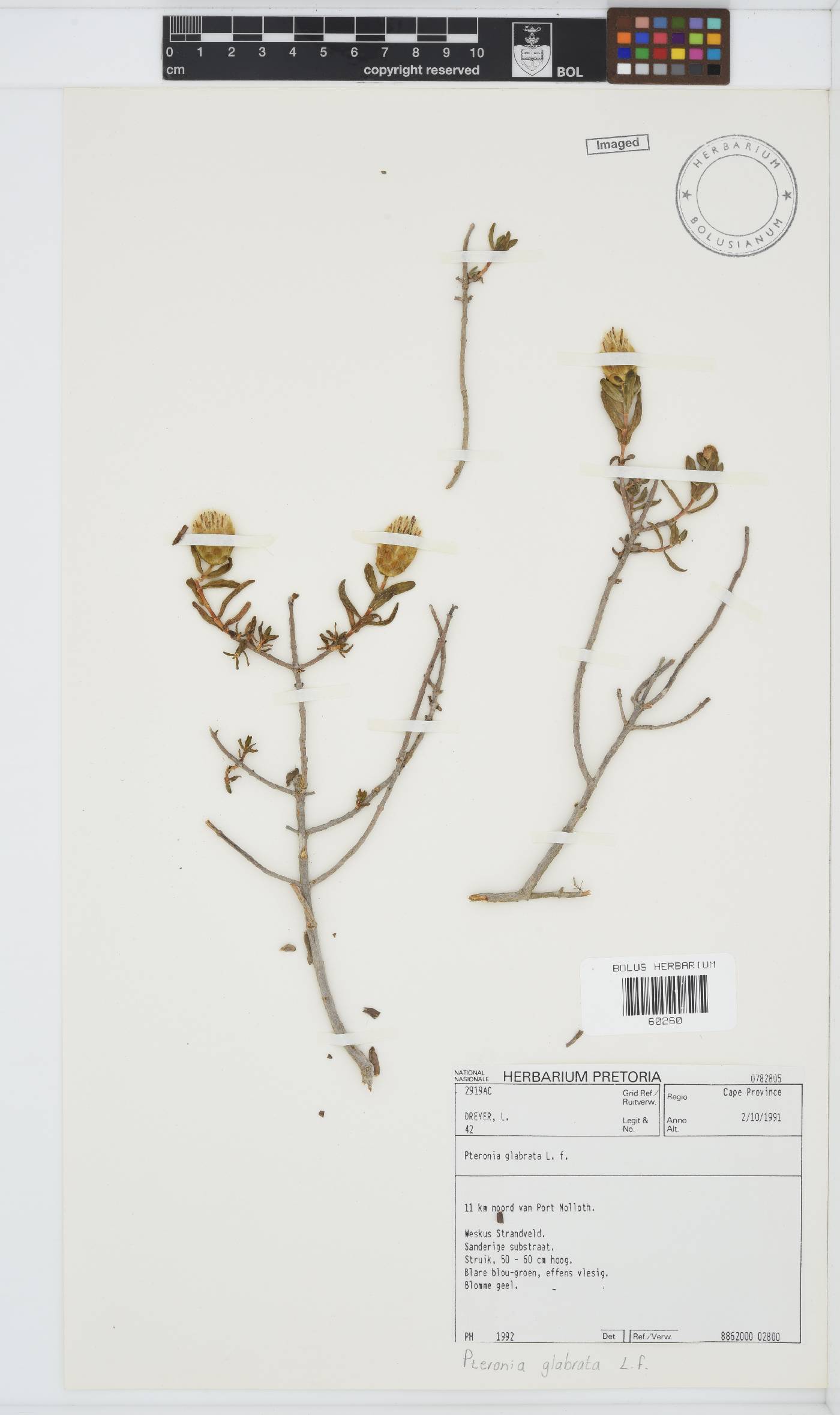 Pteronia image