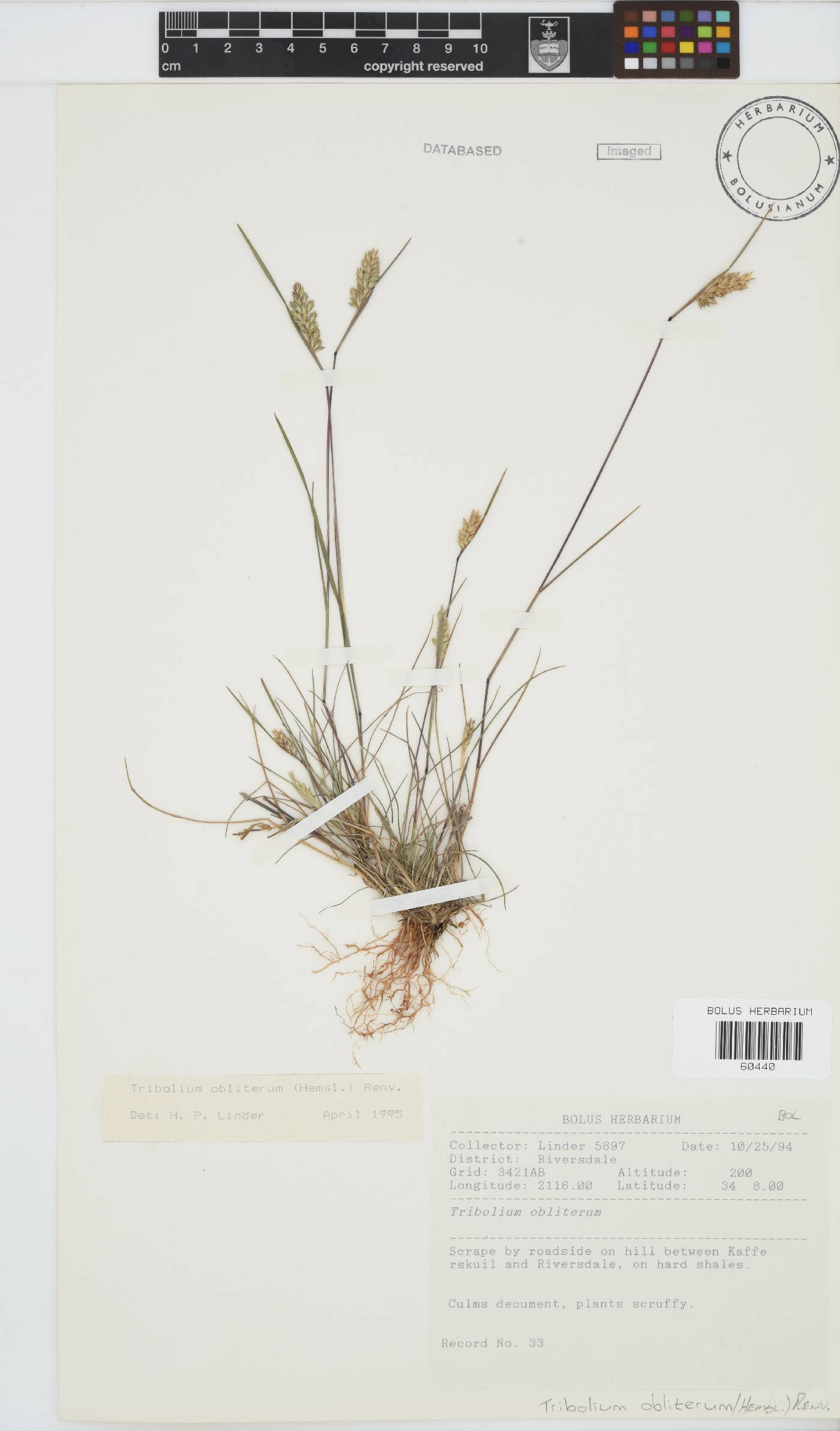 Tribolium obliterum image
