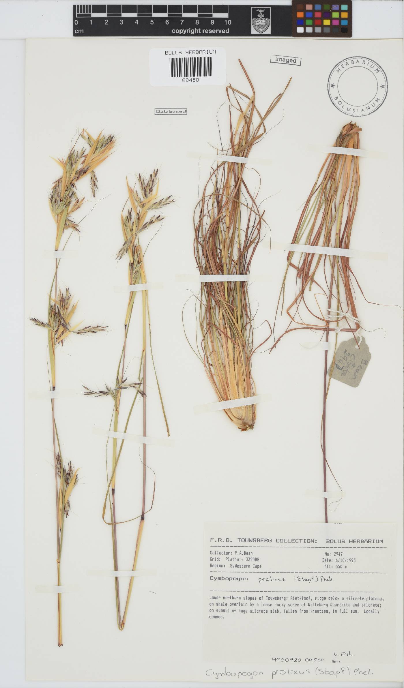 Cymbopogon prolixus image