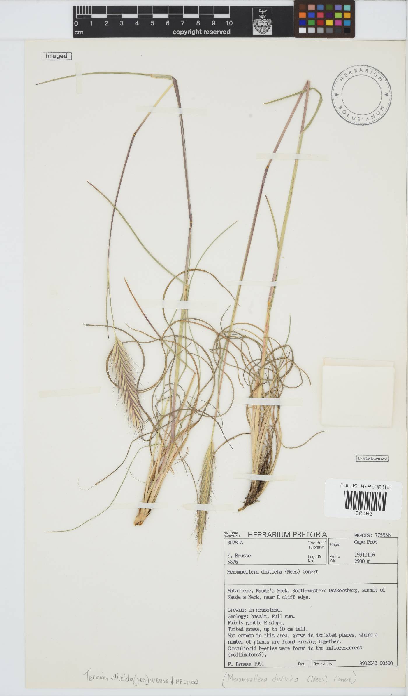 Tenaxia disticha image