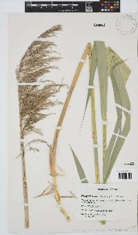 Phragmites australis image