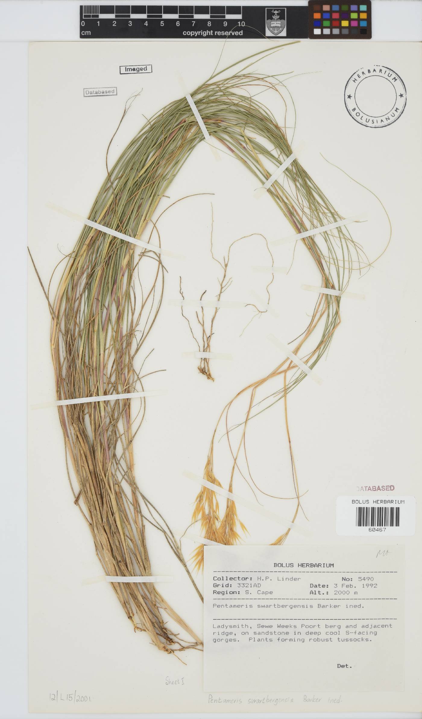 Pentameris swartbergensis image
