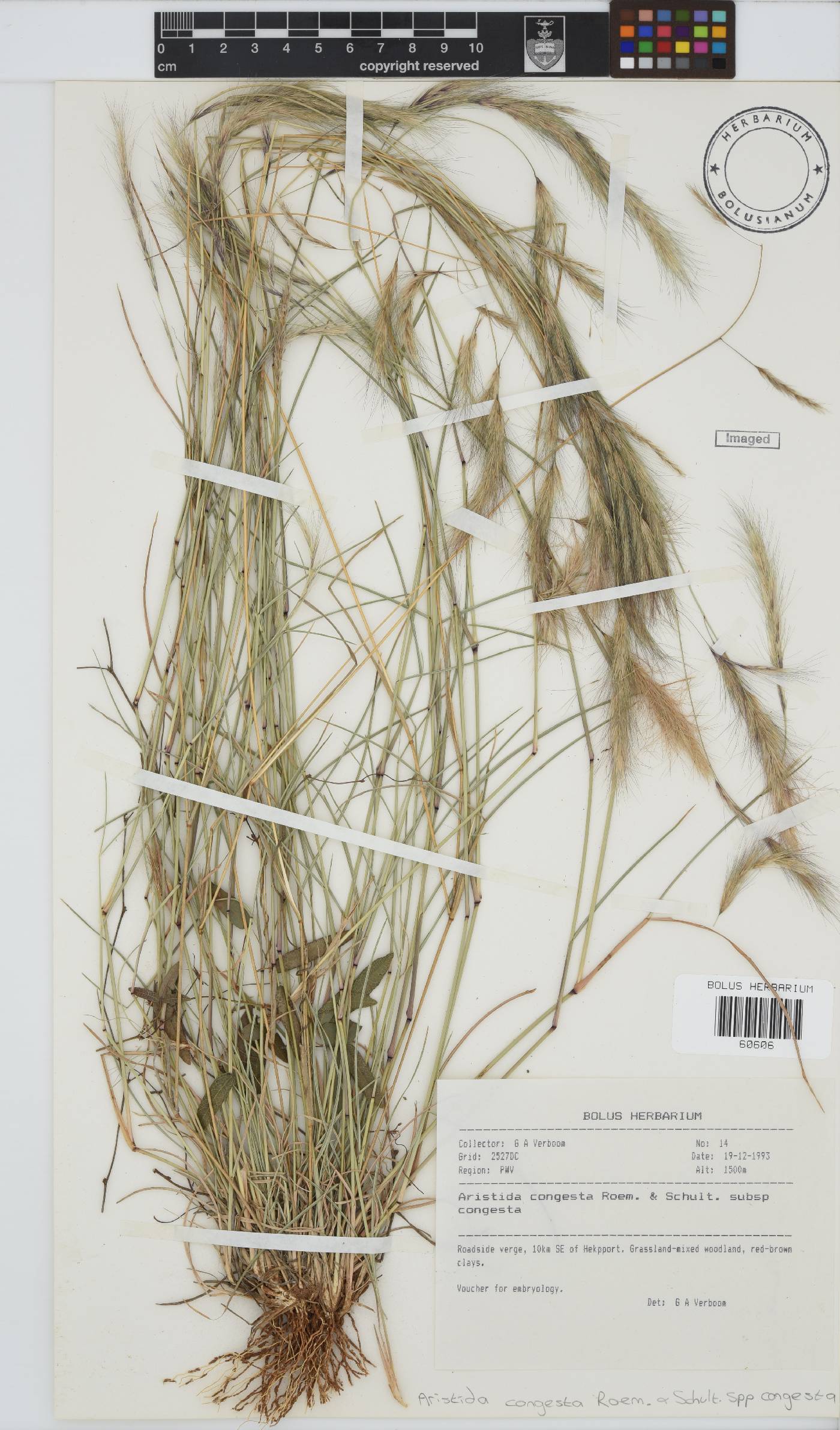 Aristida congesta image