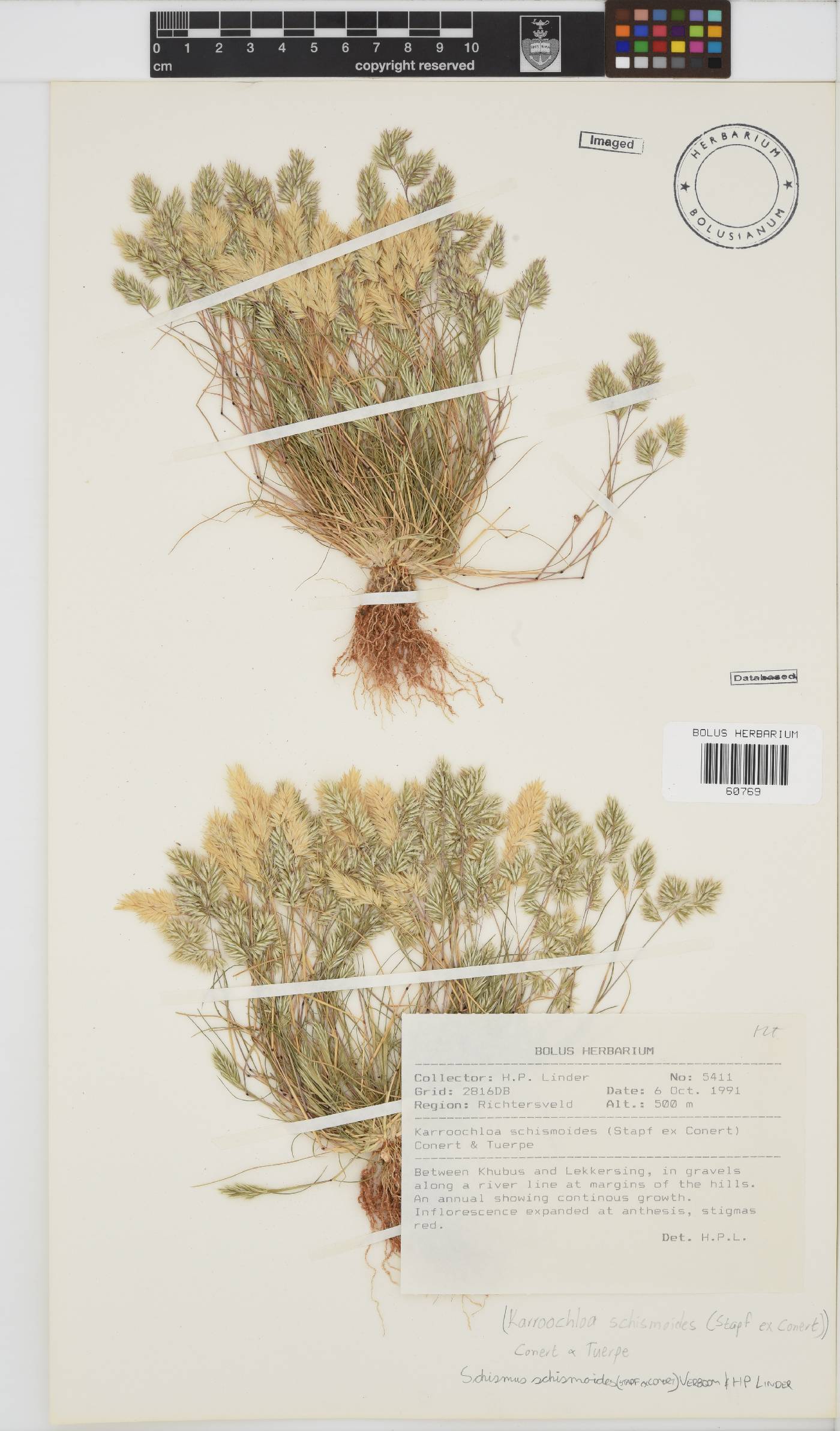 Schismus schismoides image