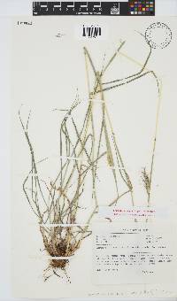 Bothriochloa insculpta image