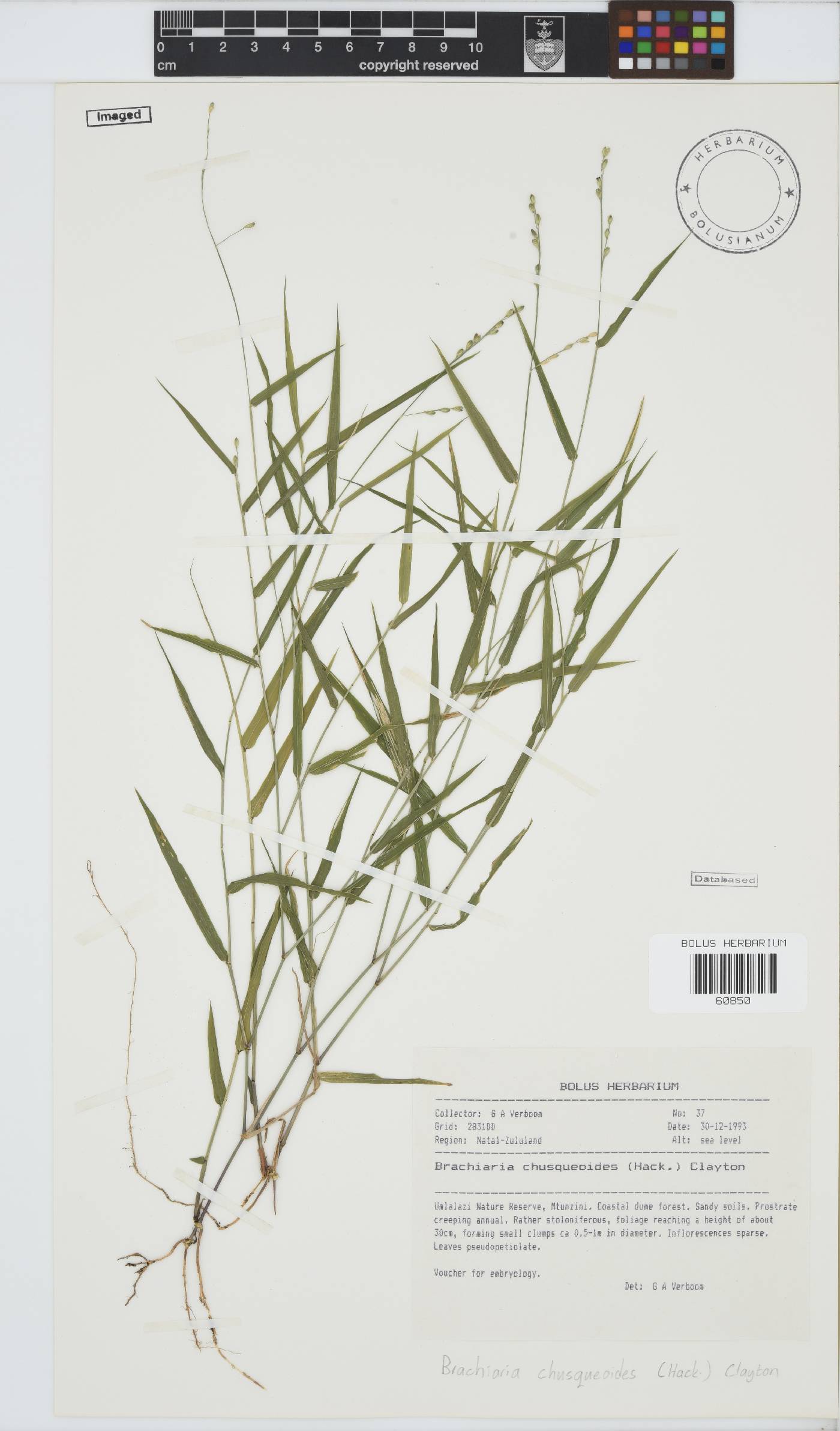 Brachiaria chusqueoides image