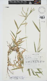 Urochloa mosambicensis image