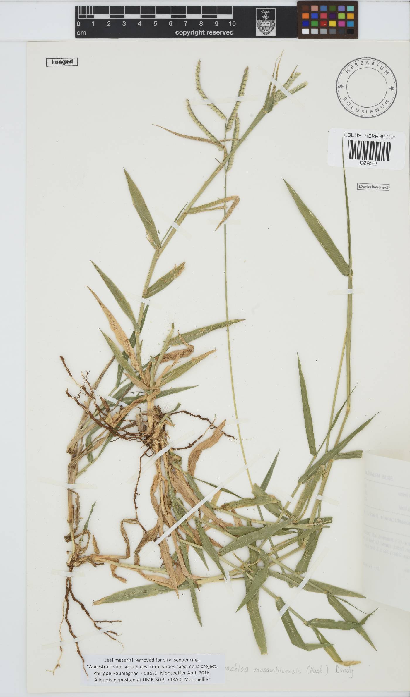 Urochloa mosambicensis image