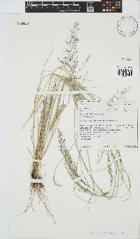 Eragrostis lehmanniana image