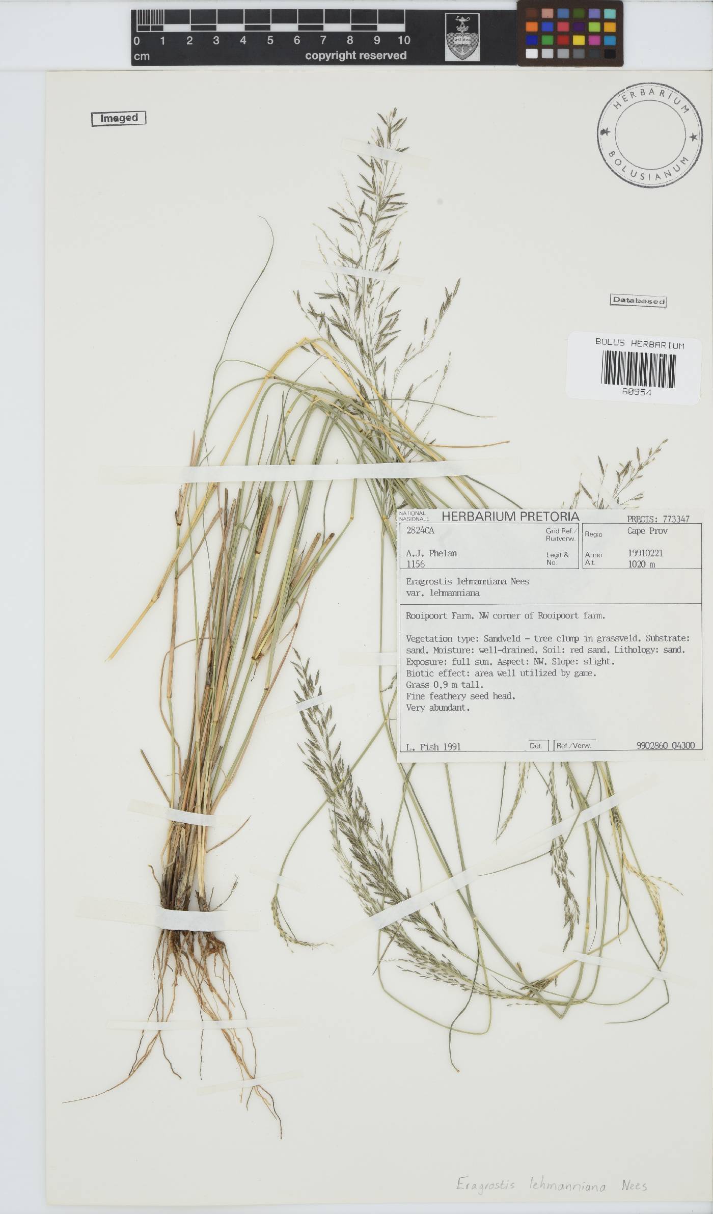 Eragrostis lehmanniana image