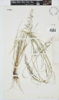 Eragrostis lehmanniana image