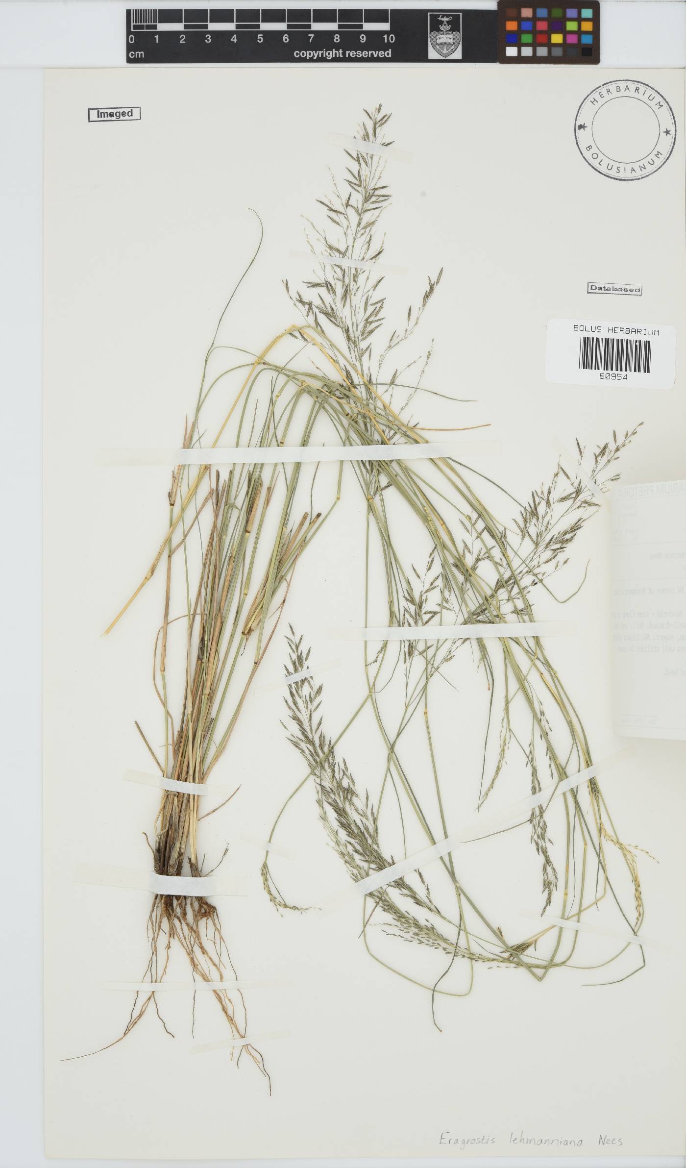 Eragrostis lehmanniana image
