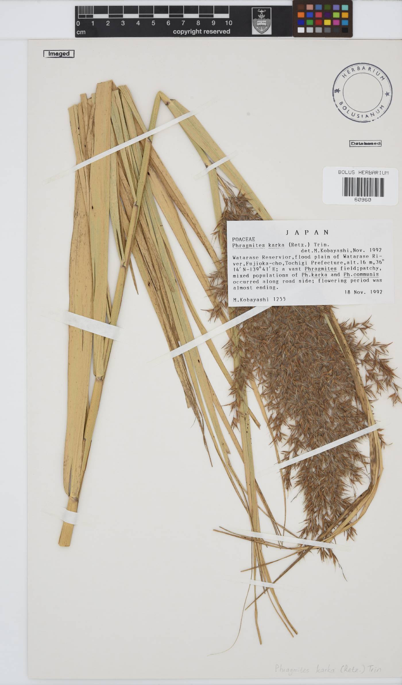 Phragmites karka image