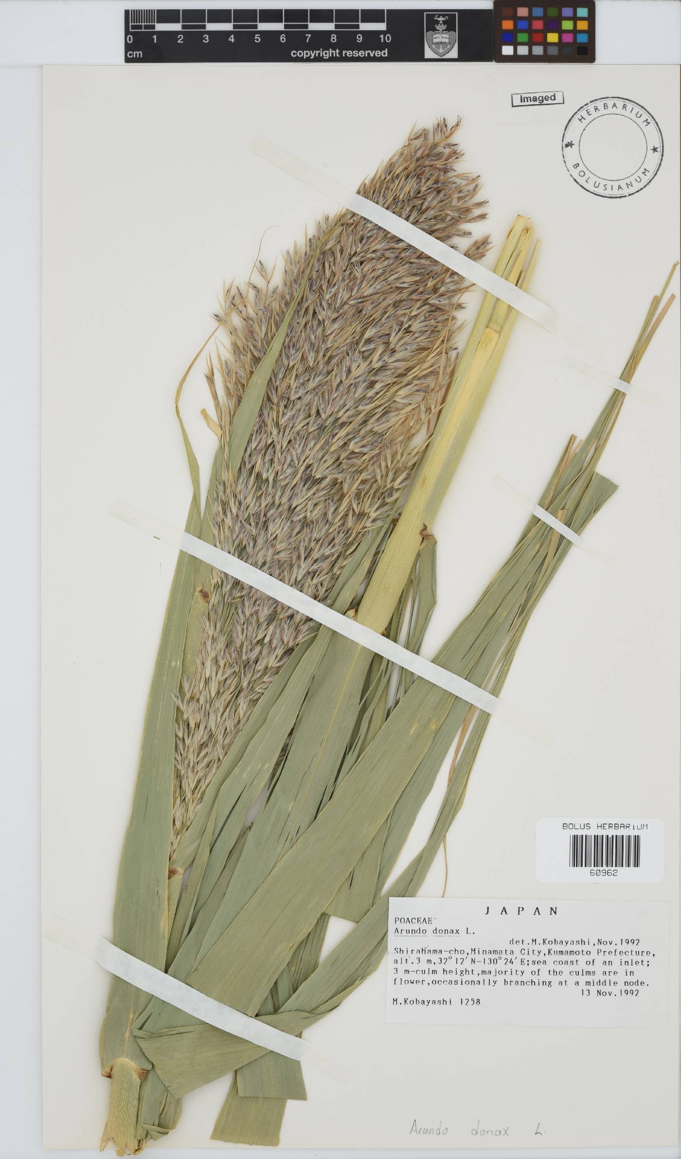 Arundo donax image