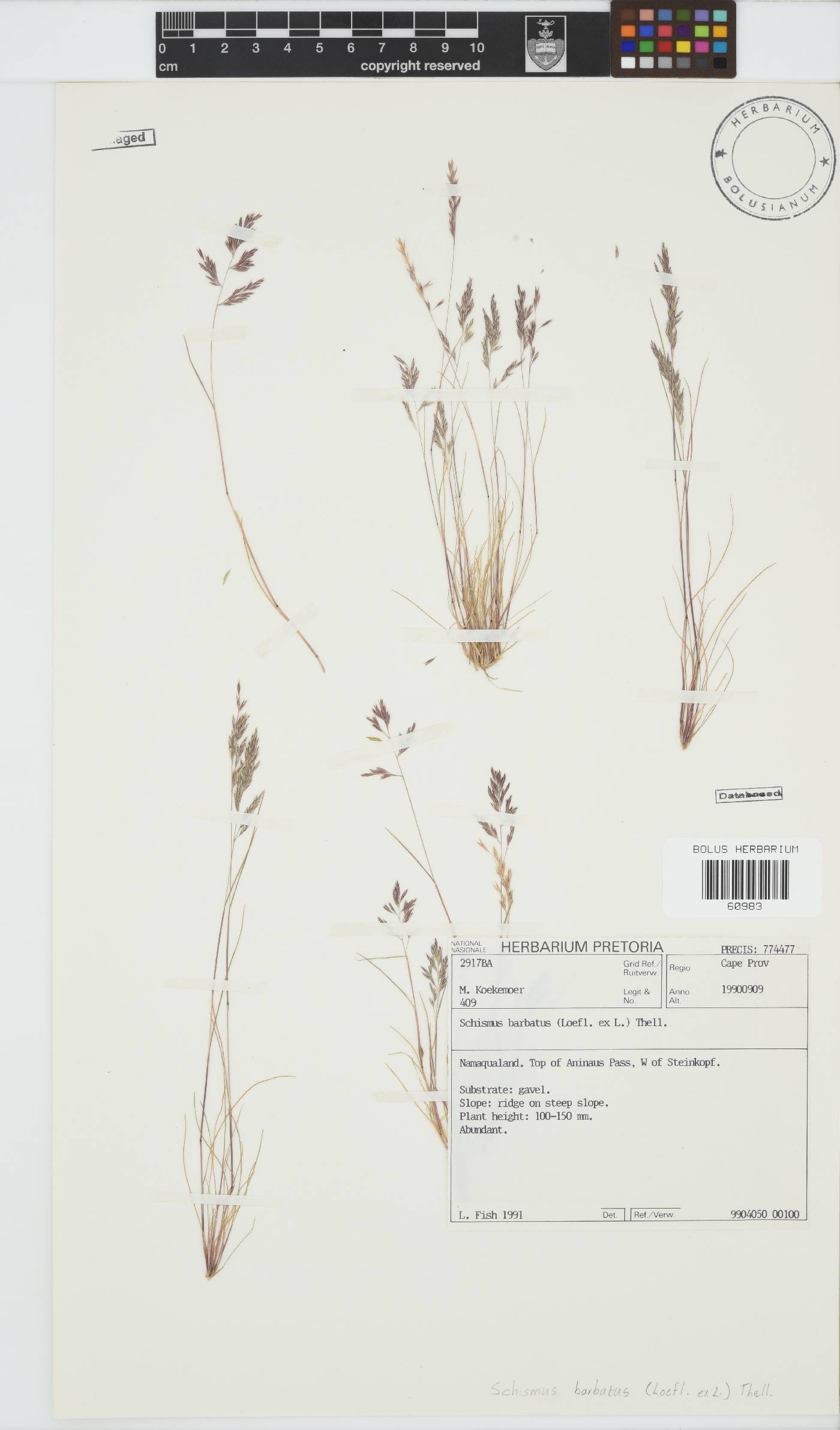 Schismus barbatus image